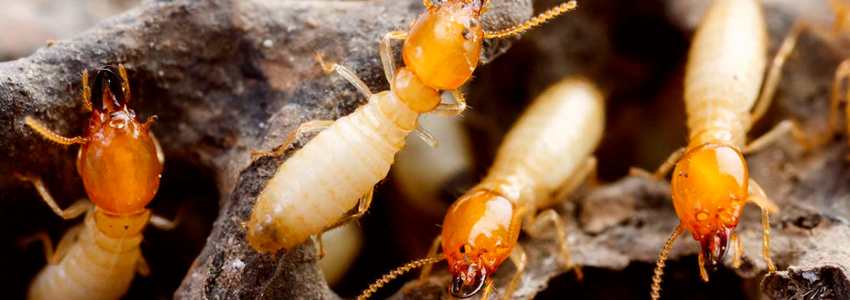 pest control services in Addis Ababa Ethiopia