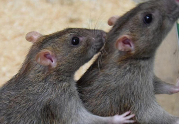  rat & mice control services Addis Ababa Ethiopia